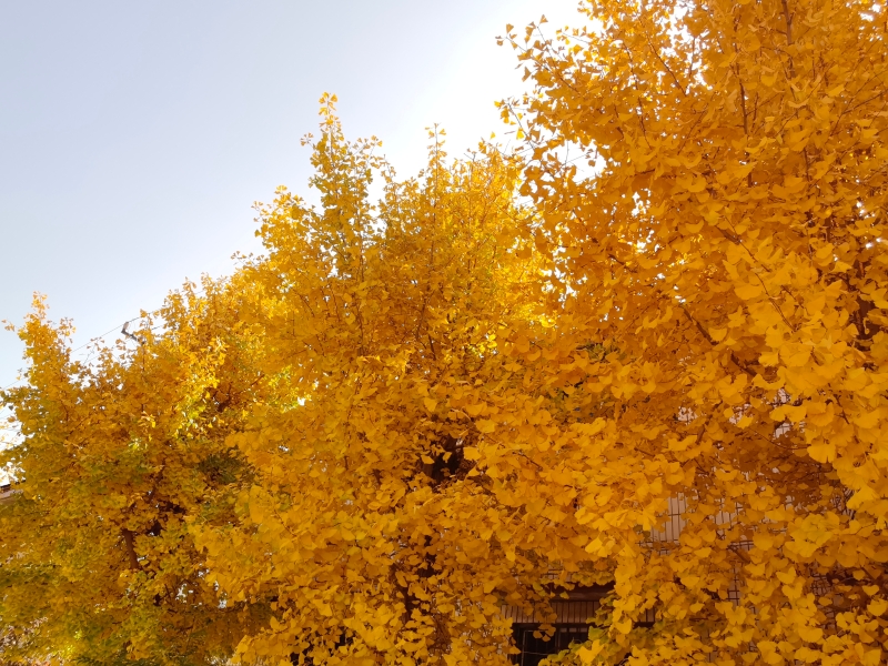 一樹金黃一樹詩 興隆勝景正當時